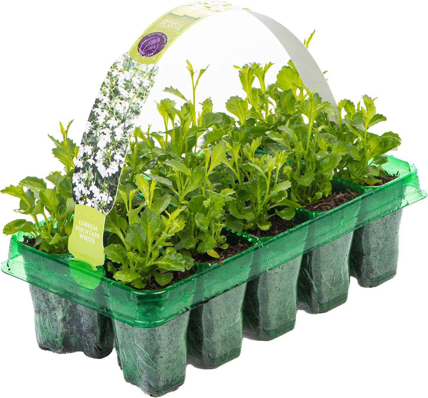 Bedding Plants - Lobelia Fountain White (10 Pack)