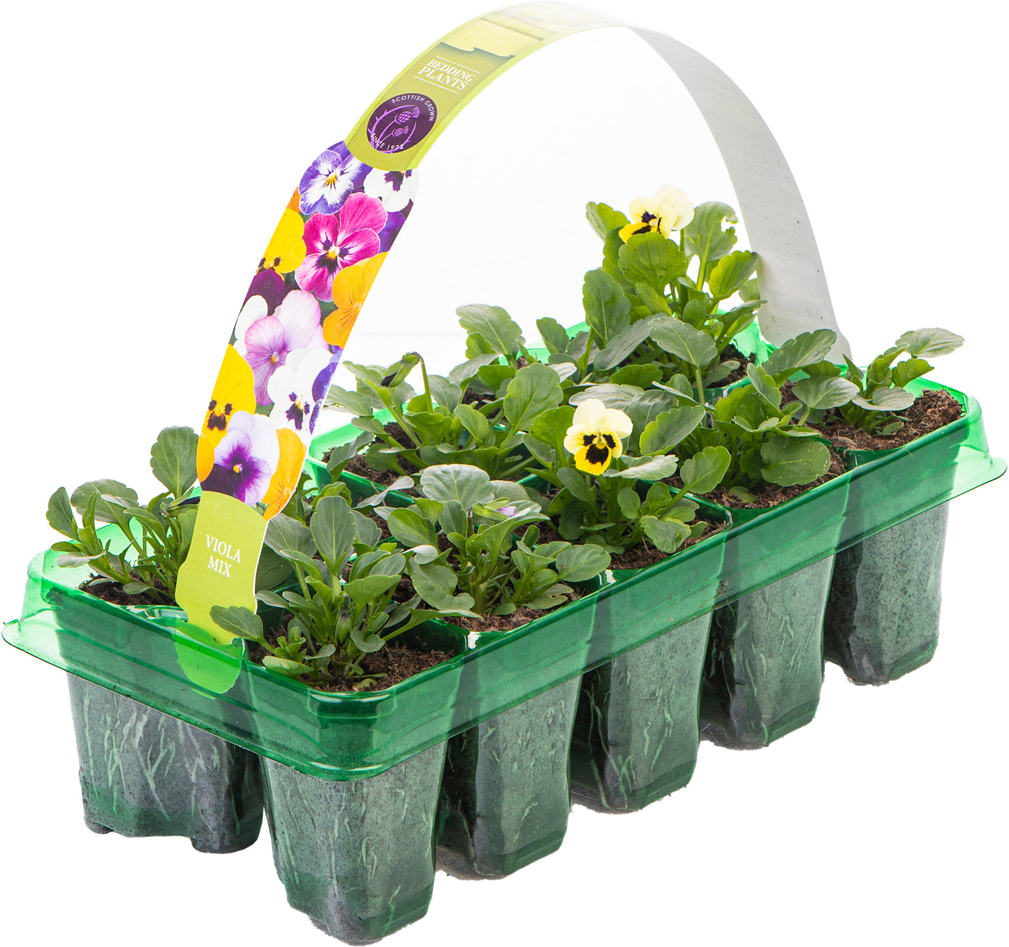 Bedding Plants - Viola Autumn Mix (Carry Ten Pack)