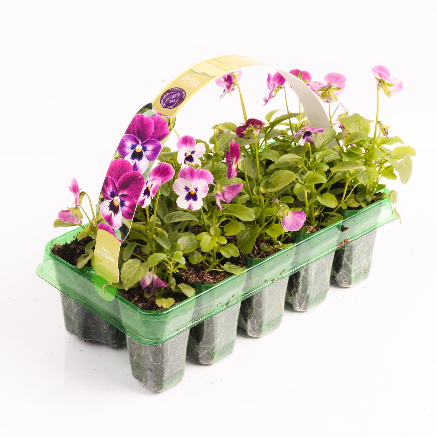 Bedding Plants - Viola Raspberry (10 Pack)