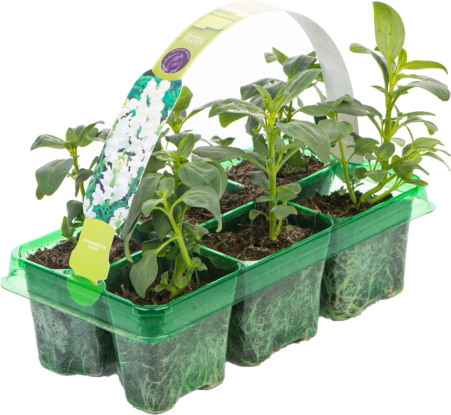 Bedding Plants - Antirrhinum F1 Appeal White (6 Pack)