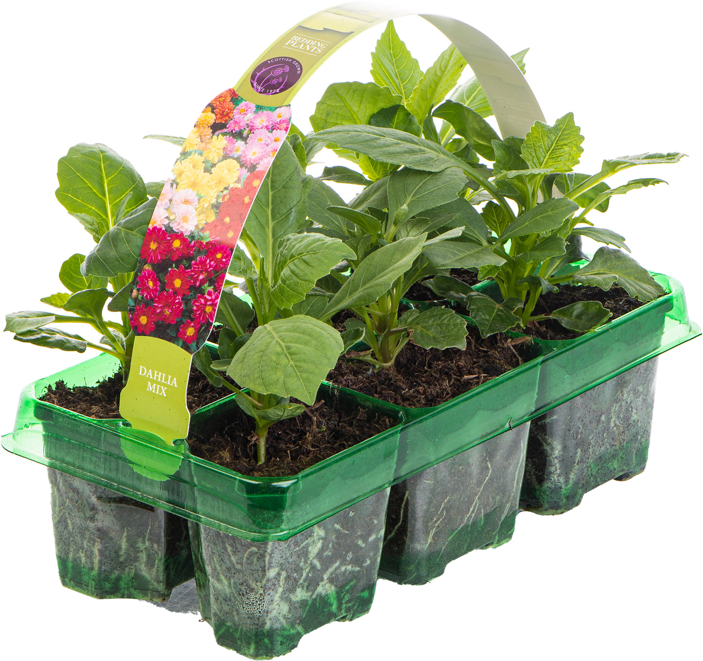 Bedding Plants - Dahlia Figaro Mix (6 Pack)