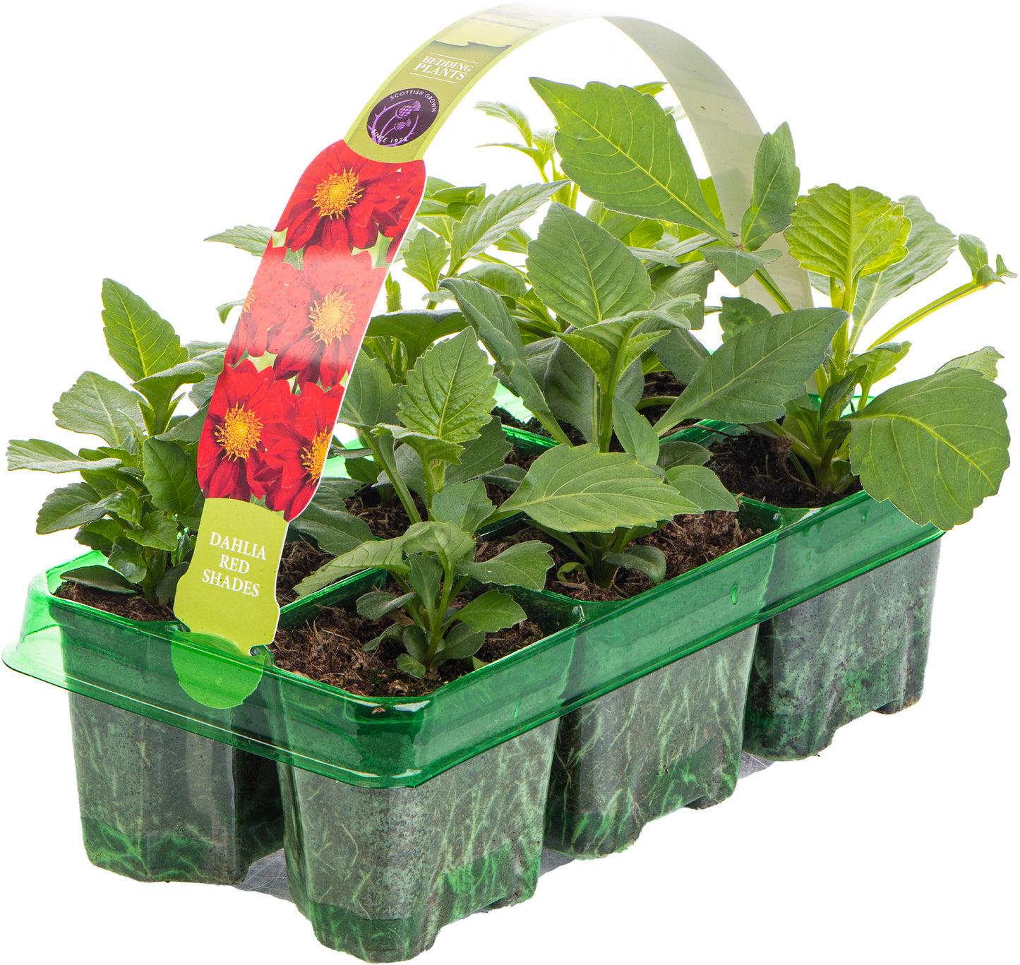 Bedding Plants - Dahlia Figaro Red Shades (6 Pack)