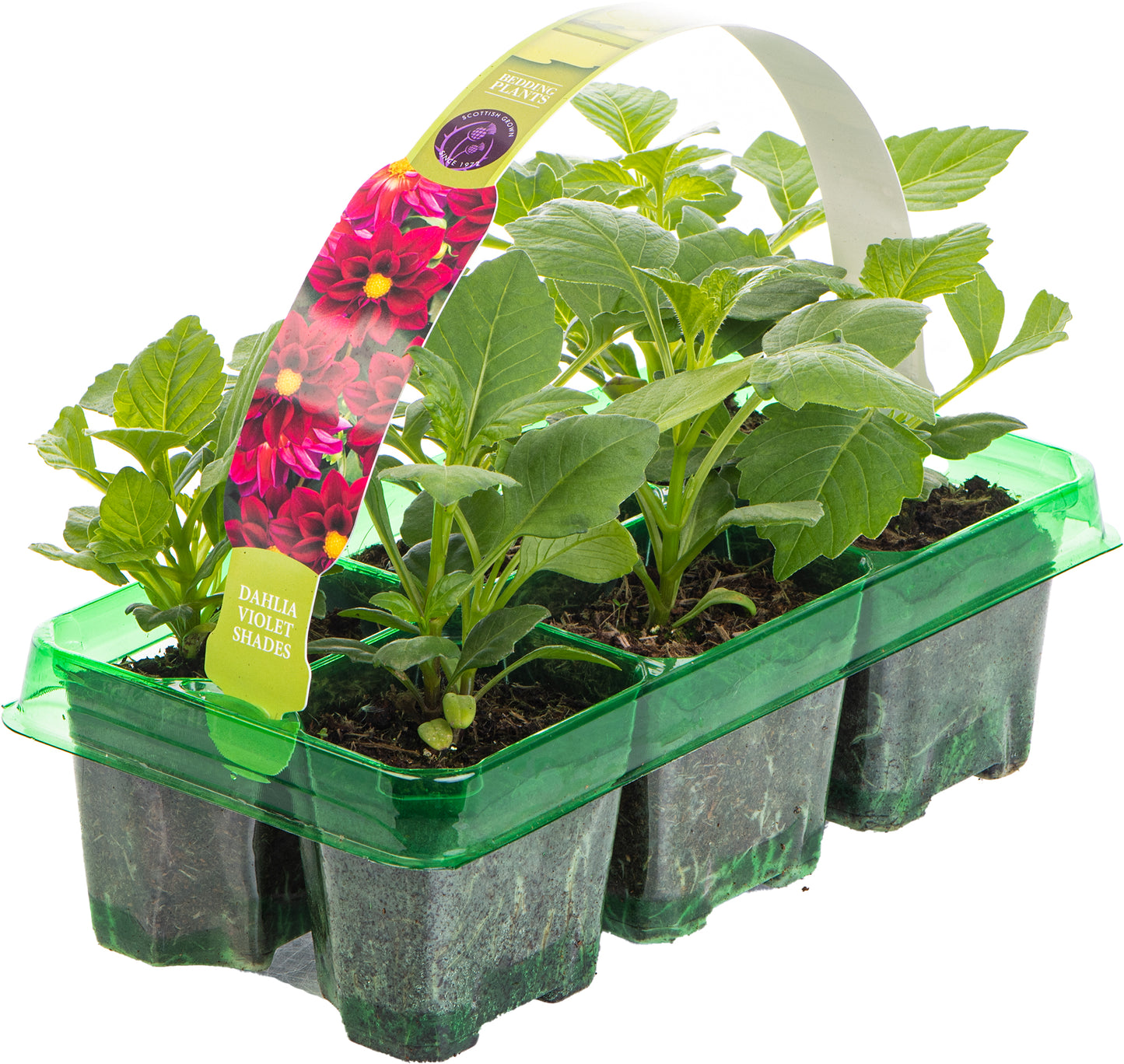 Bedding Plants - Dahlia Figaro Violet Shades (6 Pack)