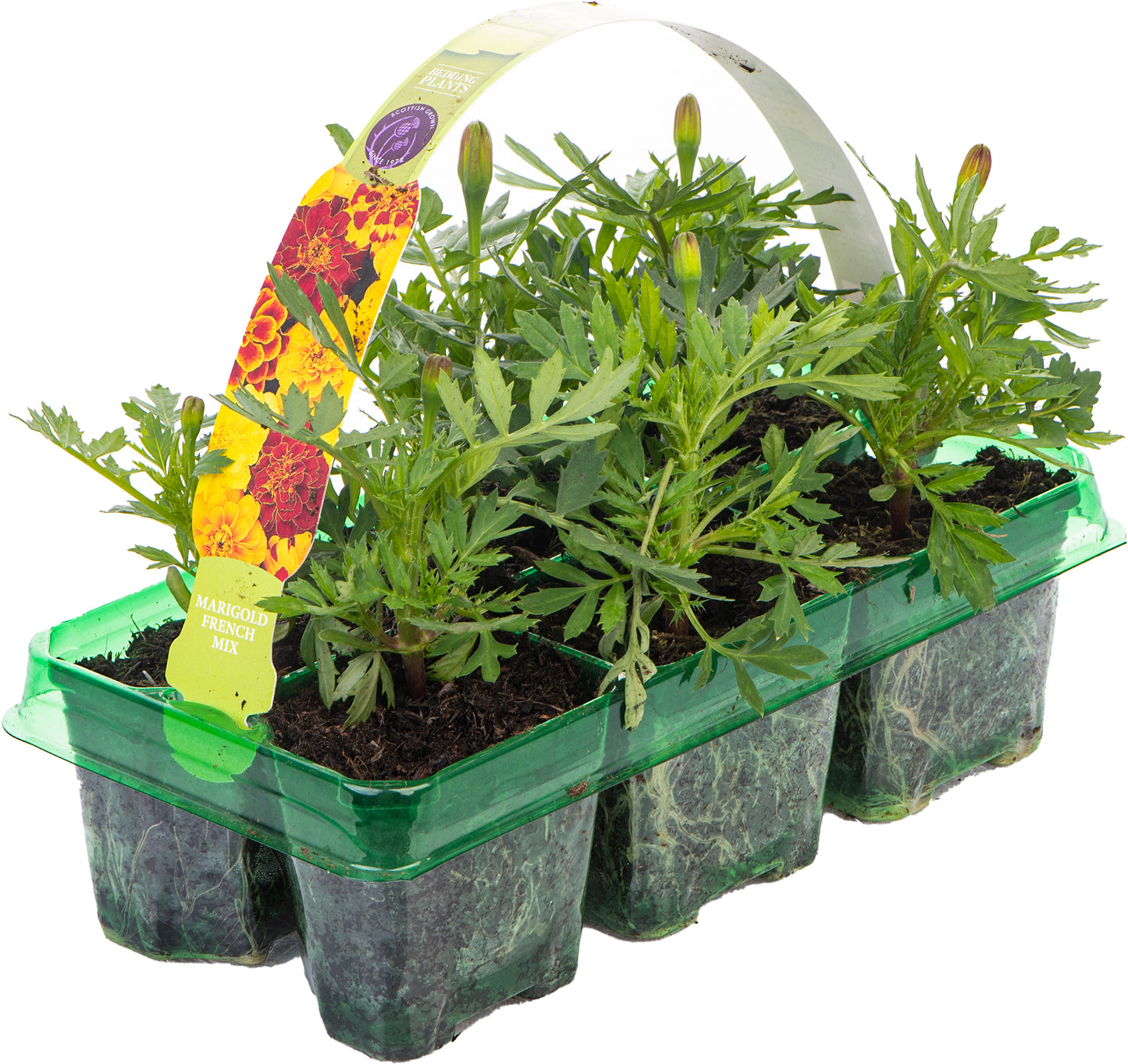 Bedding Plants - Marigold French Durango Mixed (6 Pack)