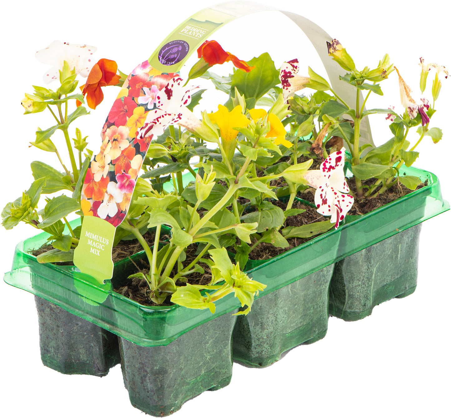 Bedding Plants - Mimulus Magic Mixed (6 Pack)