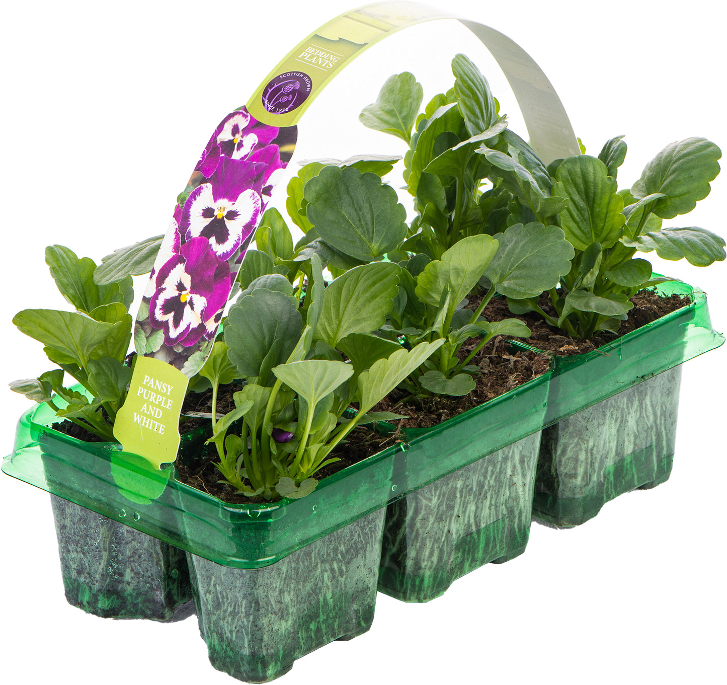 Bedding Plants - Pansy Purple and White (6 Pack)