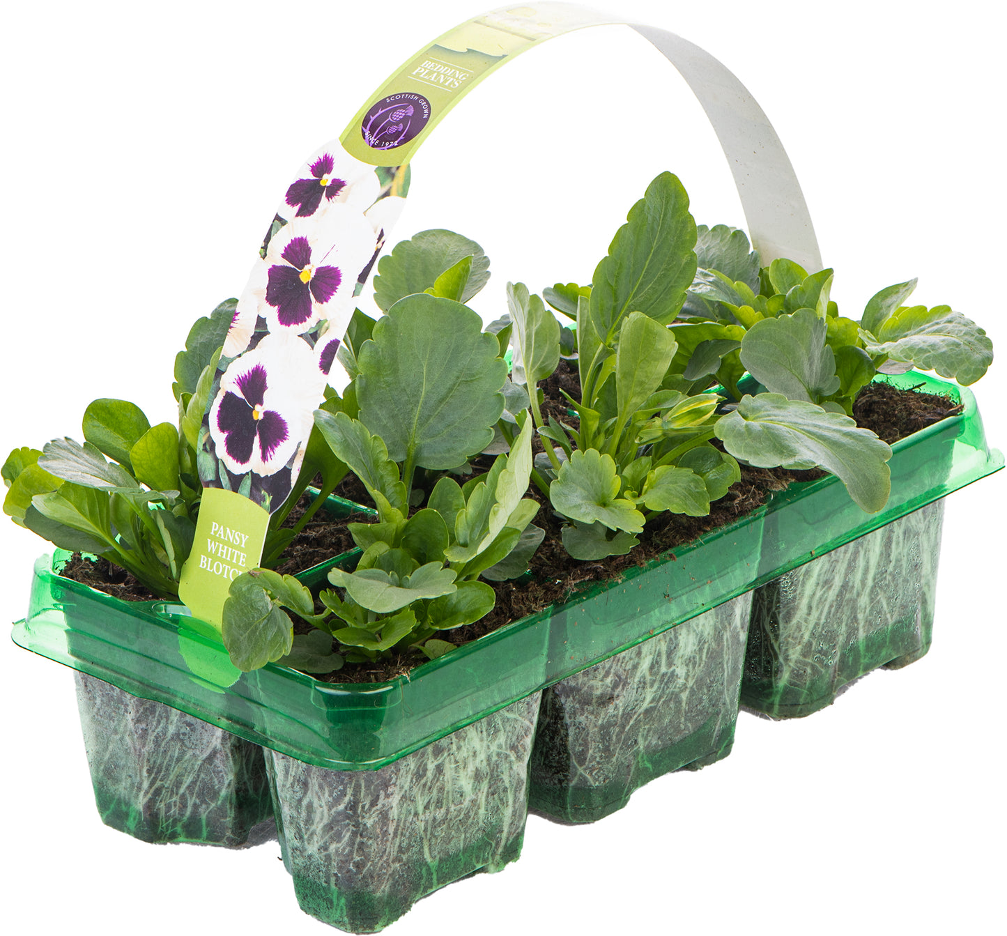 Bedding Plants - Pansy White Blotch (6 Pack)