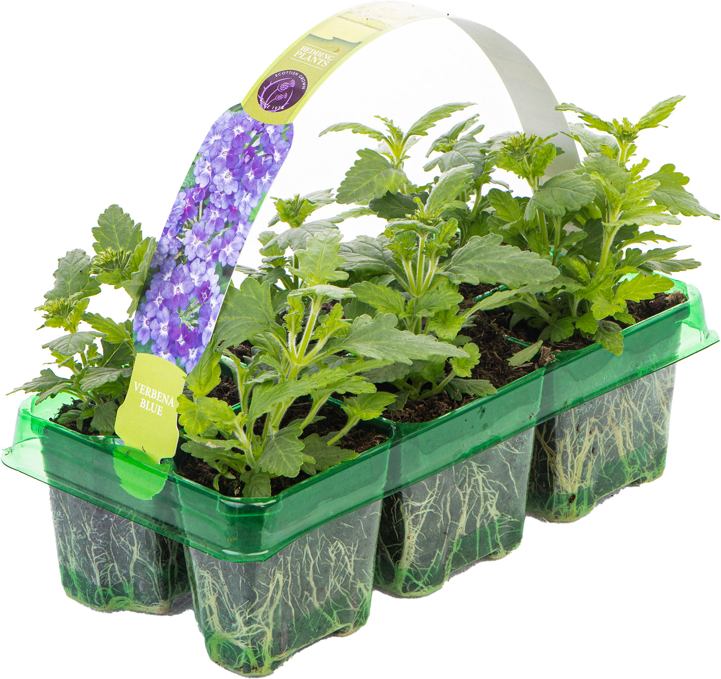 Bedding Plants - Verbena Quartz XP Blue (6 Pack)