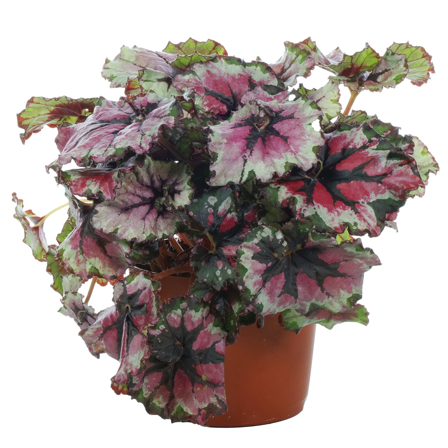 Begonia Ballroom Dance