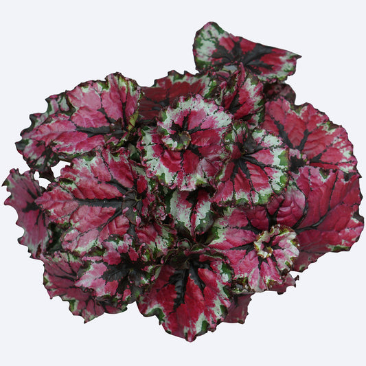 Begonia Ballroom Dance (13cm) V1