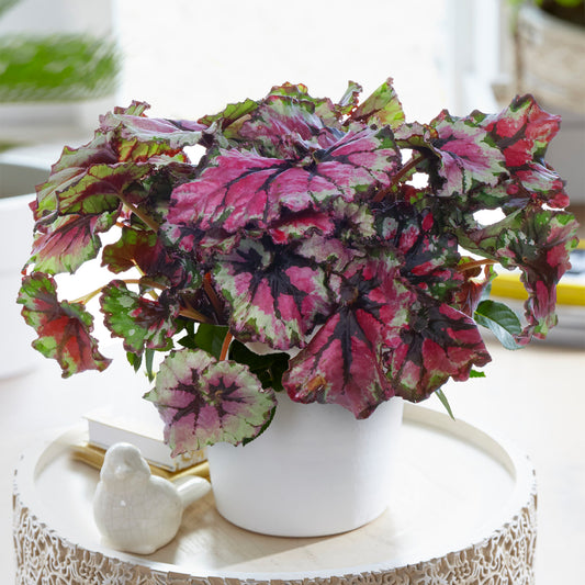 Begonia Ballroom Dance (13cm) V2