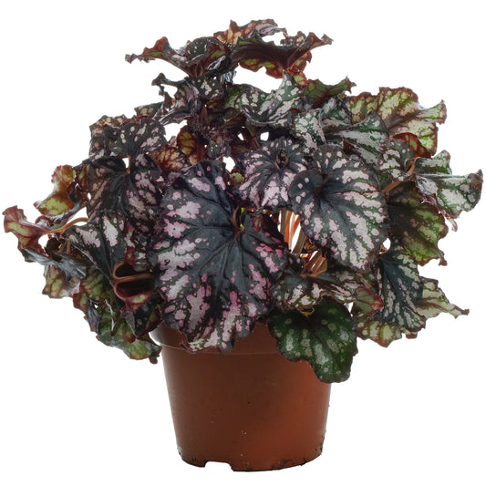 Begonia Cumbia