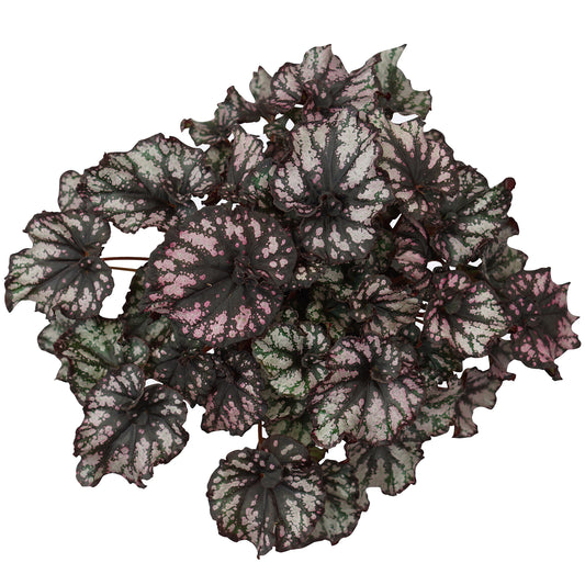 Begonia Cumbia (13cm) V1