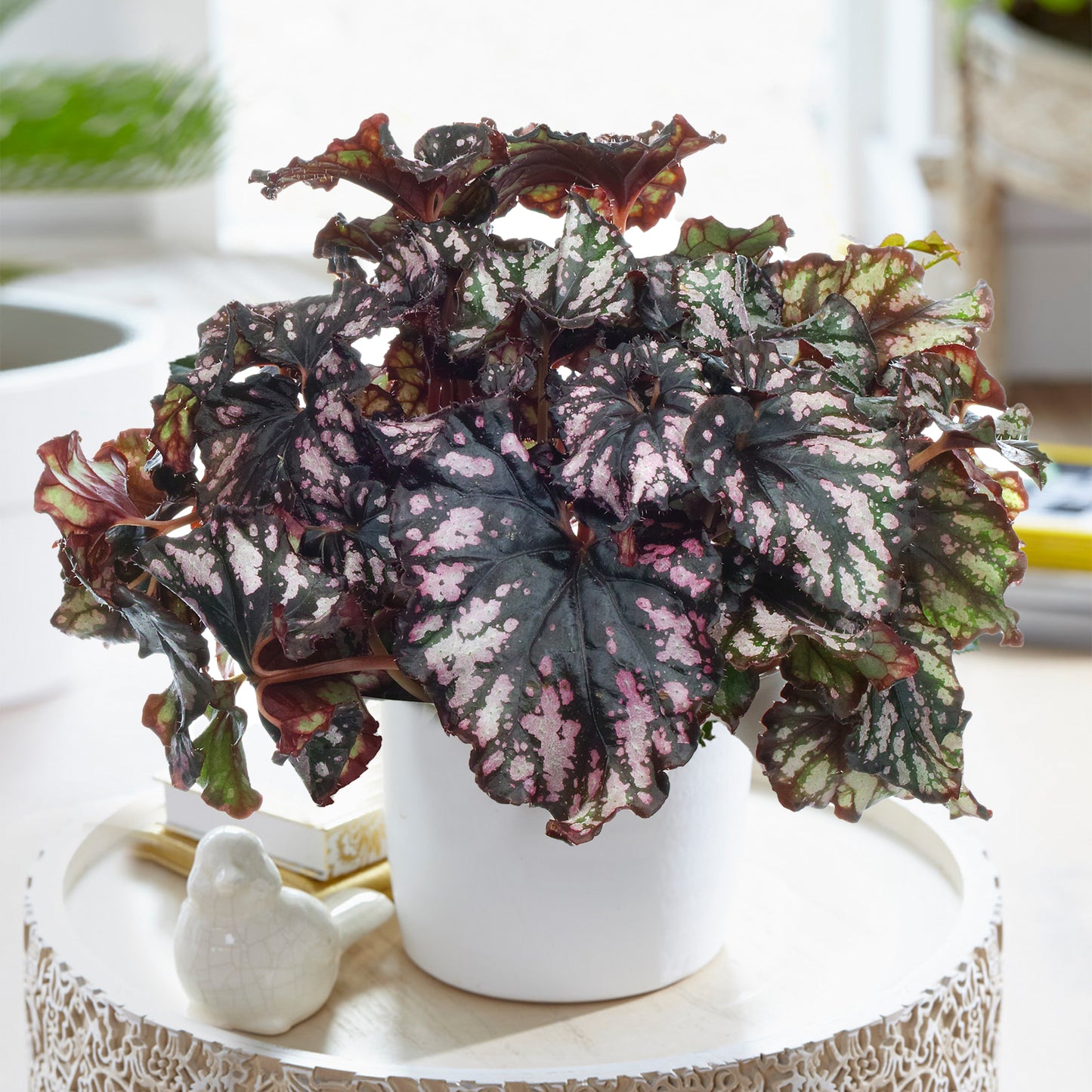 Begonia Cumbia (13cm) V2