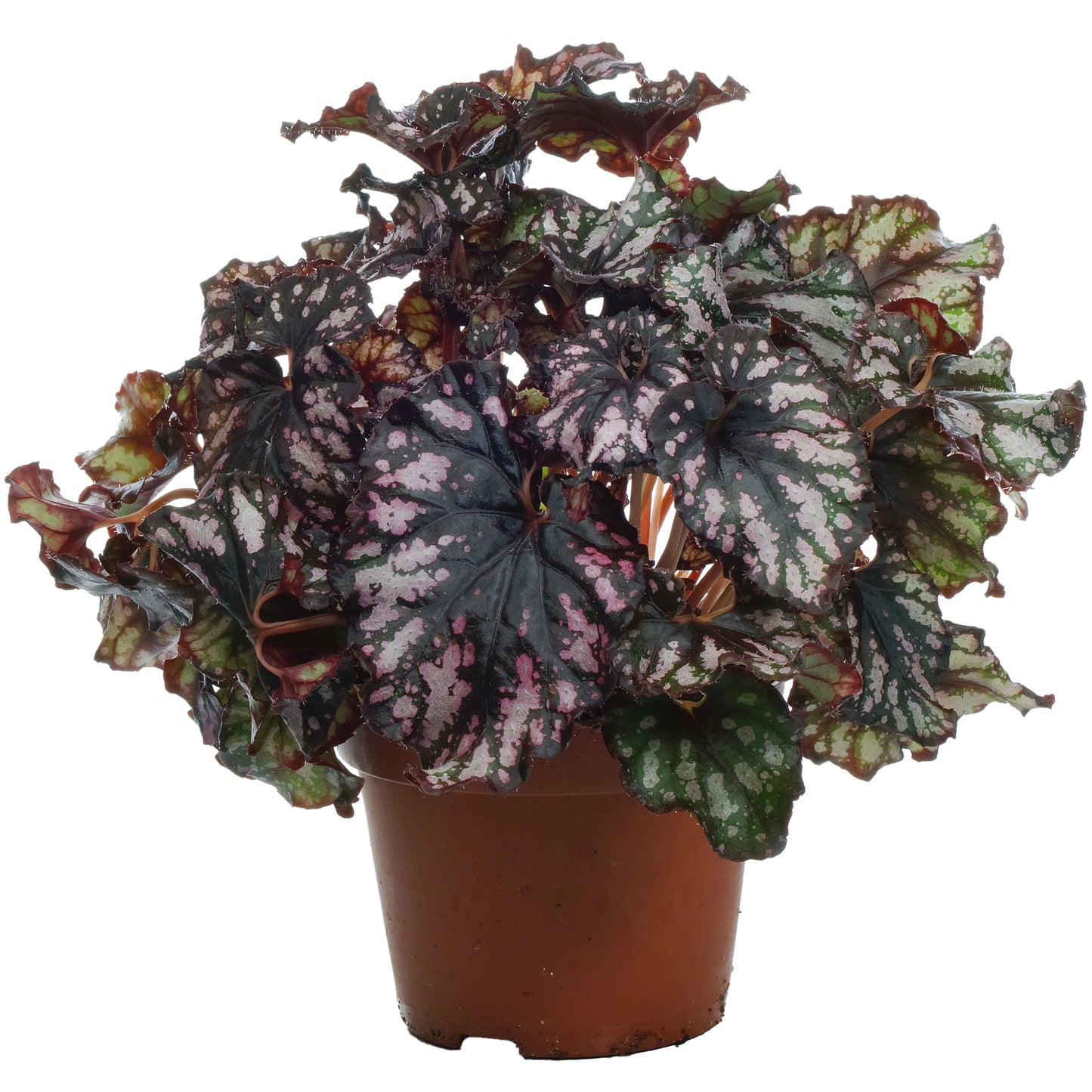 Begonia Cumbia (13cm) V2