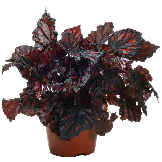 Begonia Etna