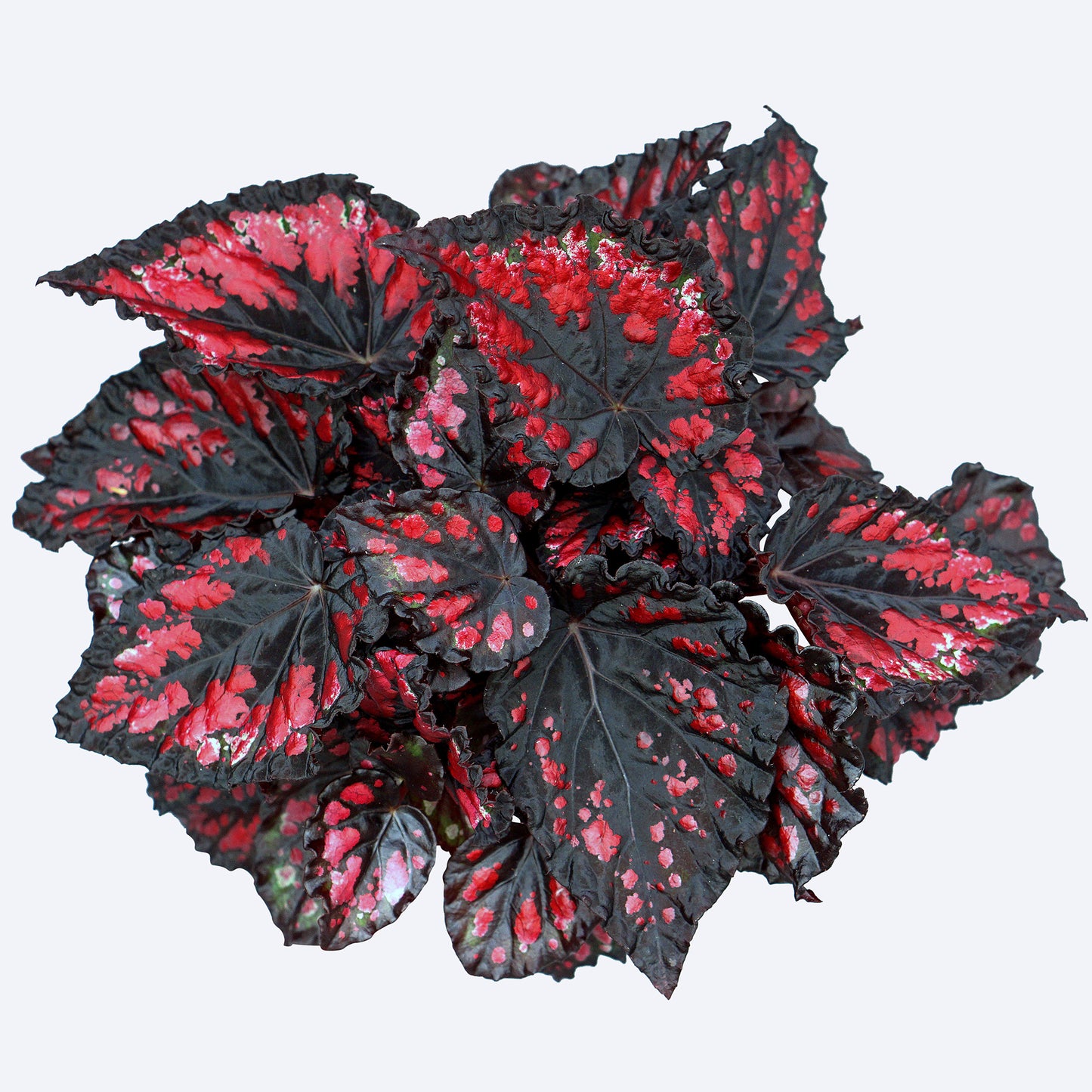 Begonia Etna (13cm) V1