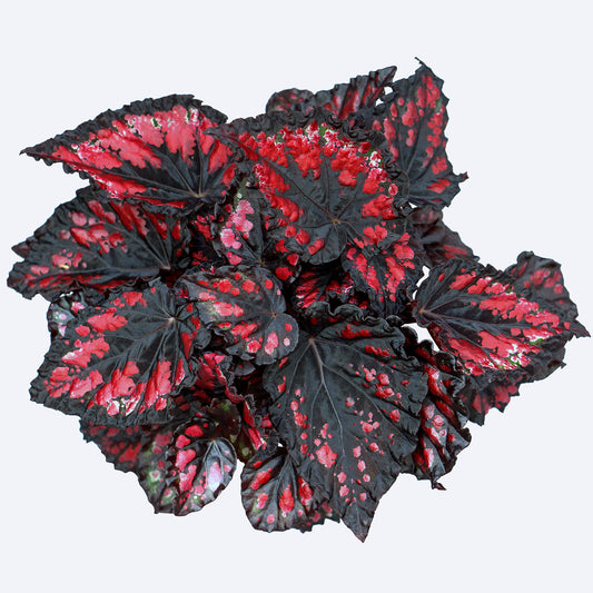 Begonia Etna (13cm) V1