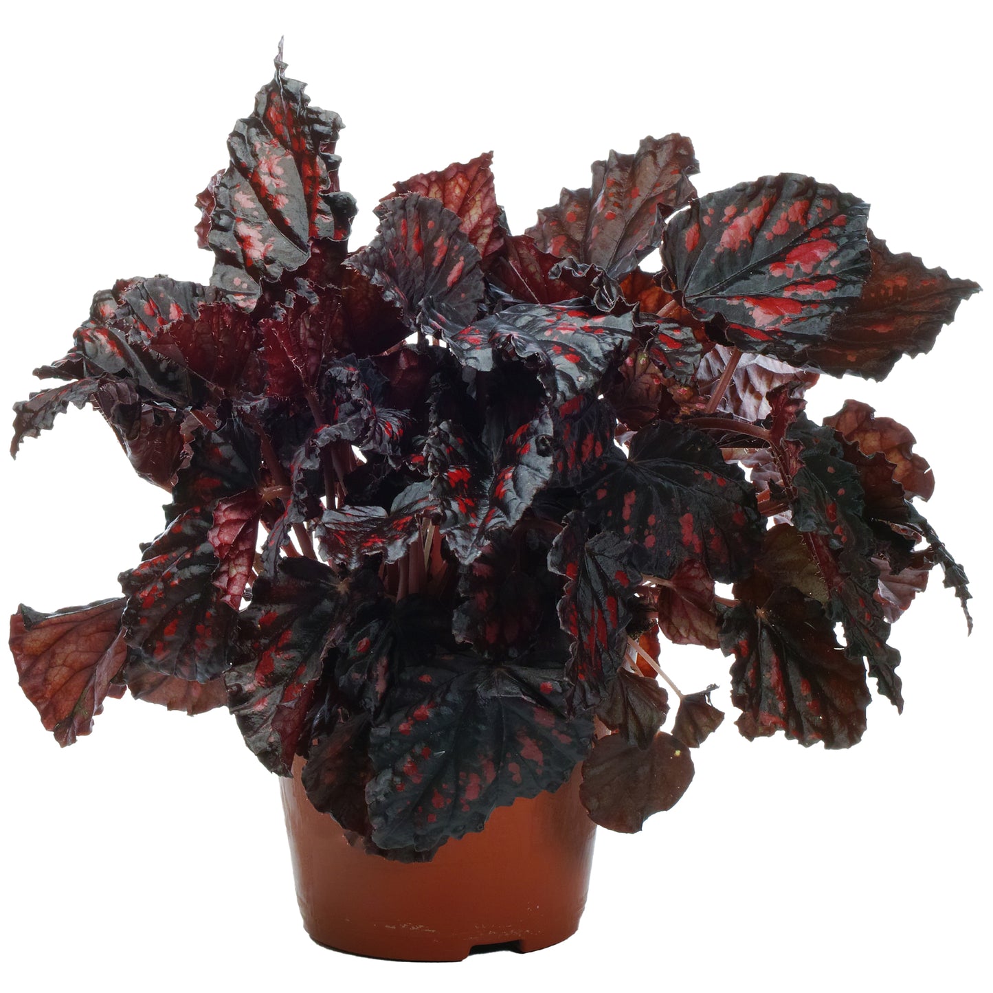 Begonia Etna (13cm) V1