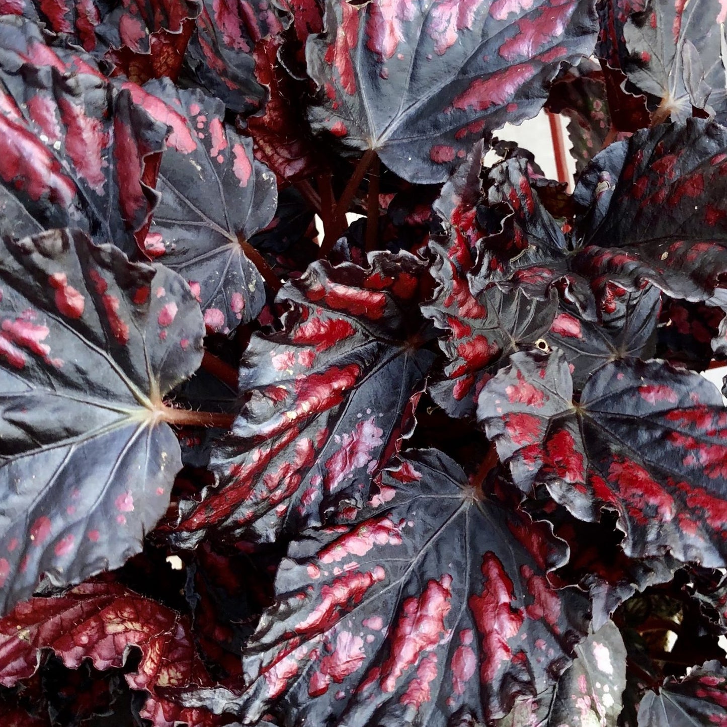 Begonia Etna (13cm) V1