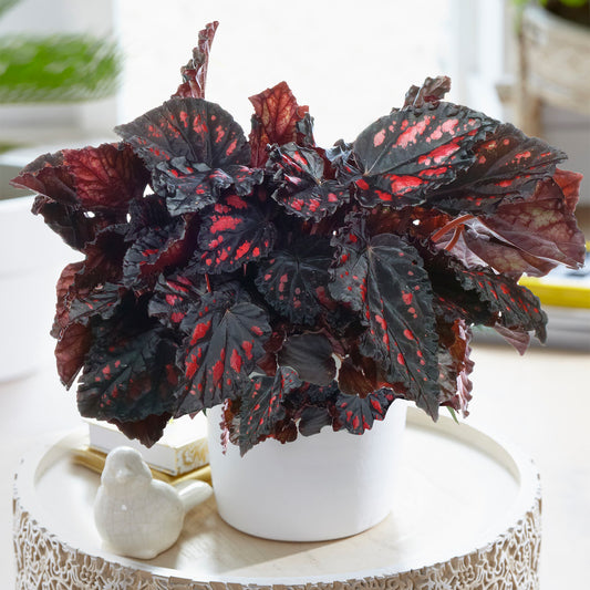 Begonia Etna (13cm) V2