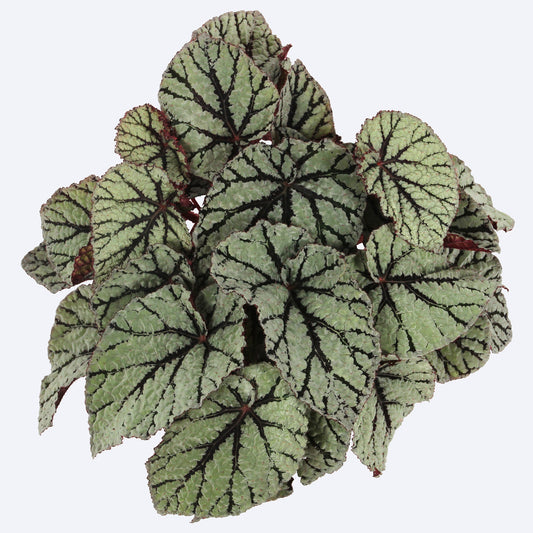 Begonia Fedor (13cm) V1