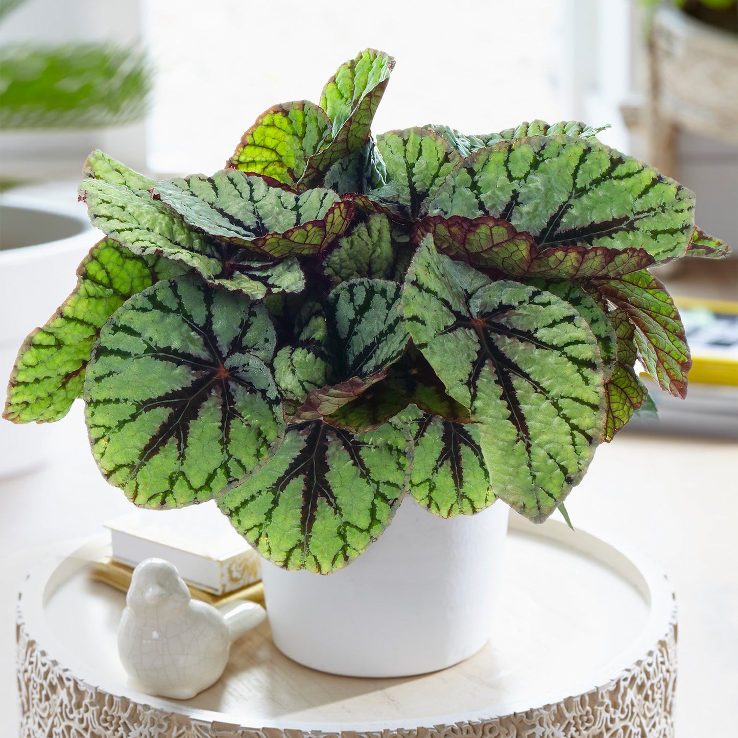 Begonia Fedor (13cm) V2