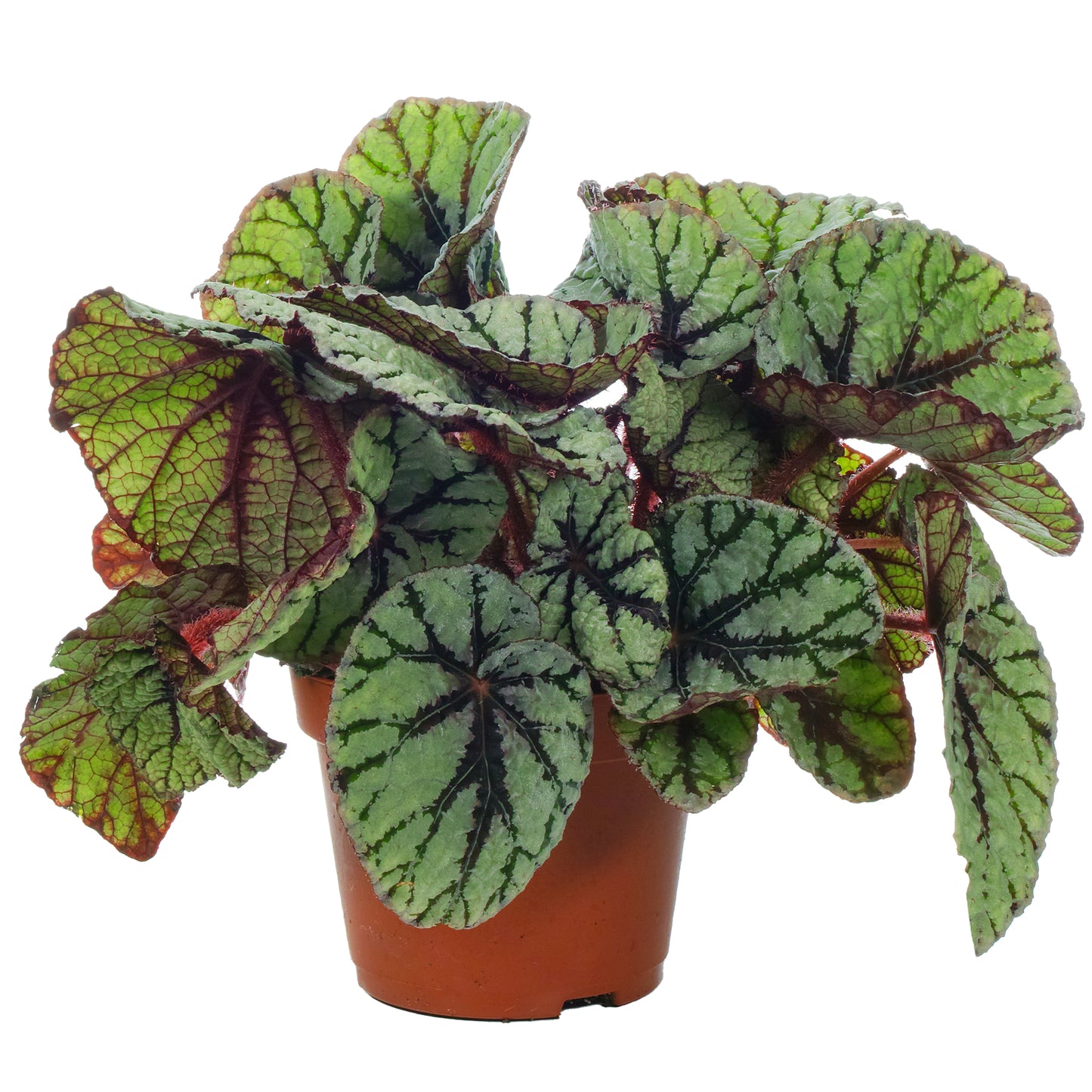 Begonia Fedor (13cm) V2