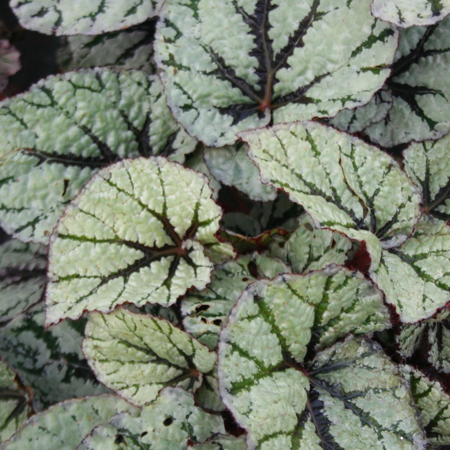 Begonia Fedor (13cm) V2