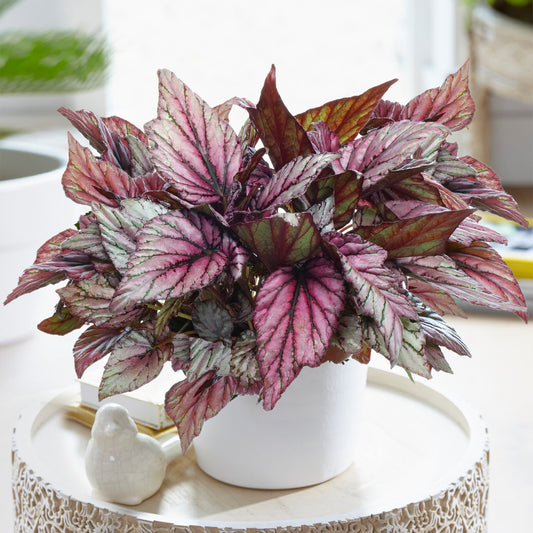 Begonia Hugh McLauchlan (13cm) V2