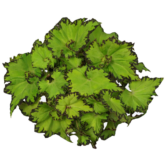 Begonia Jive (13cm) V1