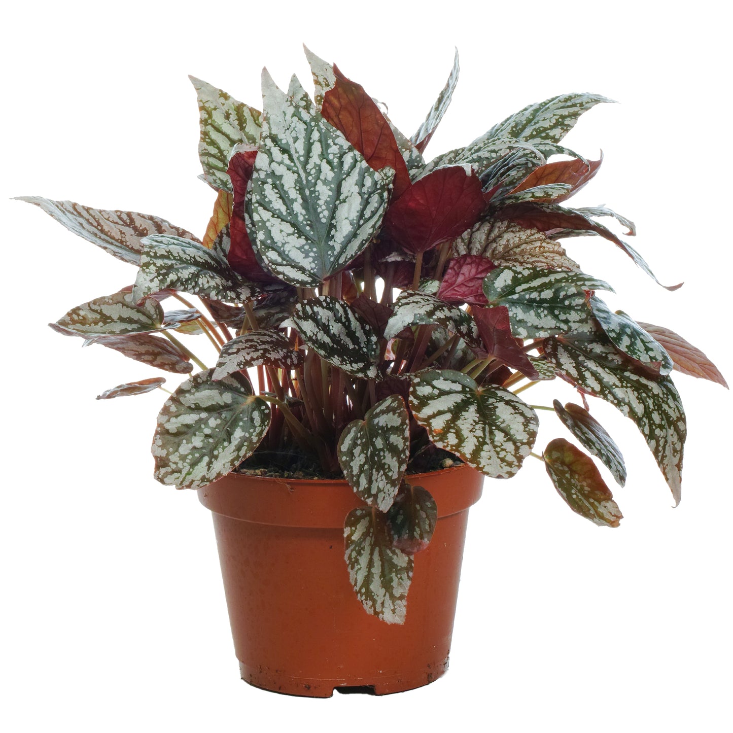 Begonia Jolly Silver (13cm) V1