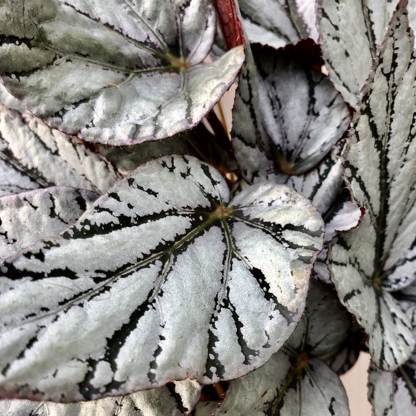 Begonia Jolly Silver (13cm) V1