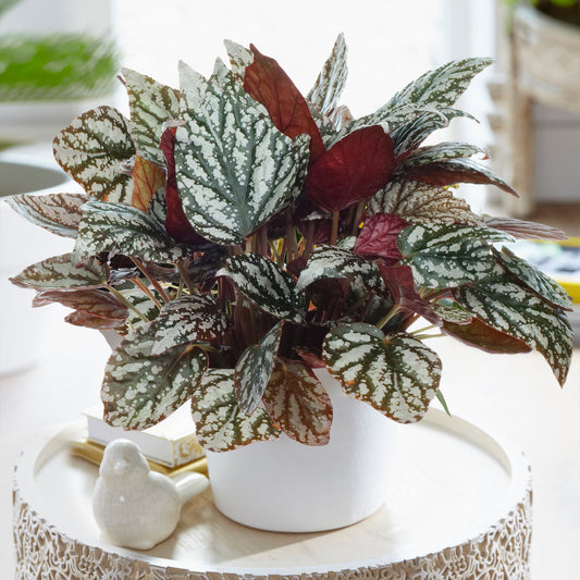 Begonia Jolly Silver (13cm) V2