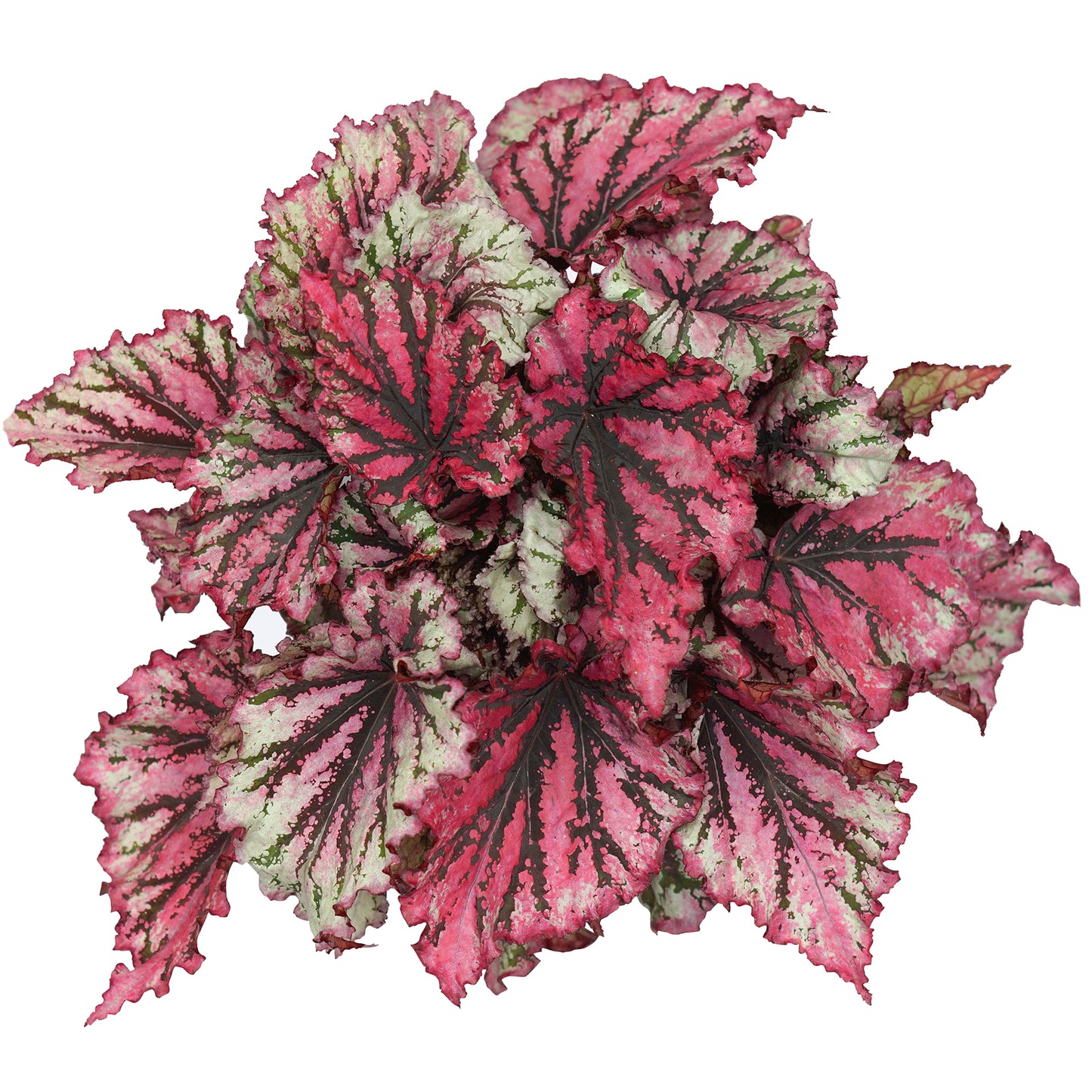 Begonia Lambada (13cm) V1