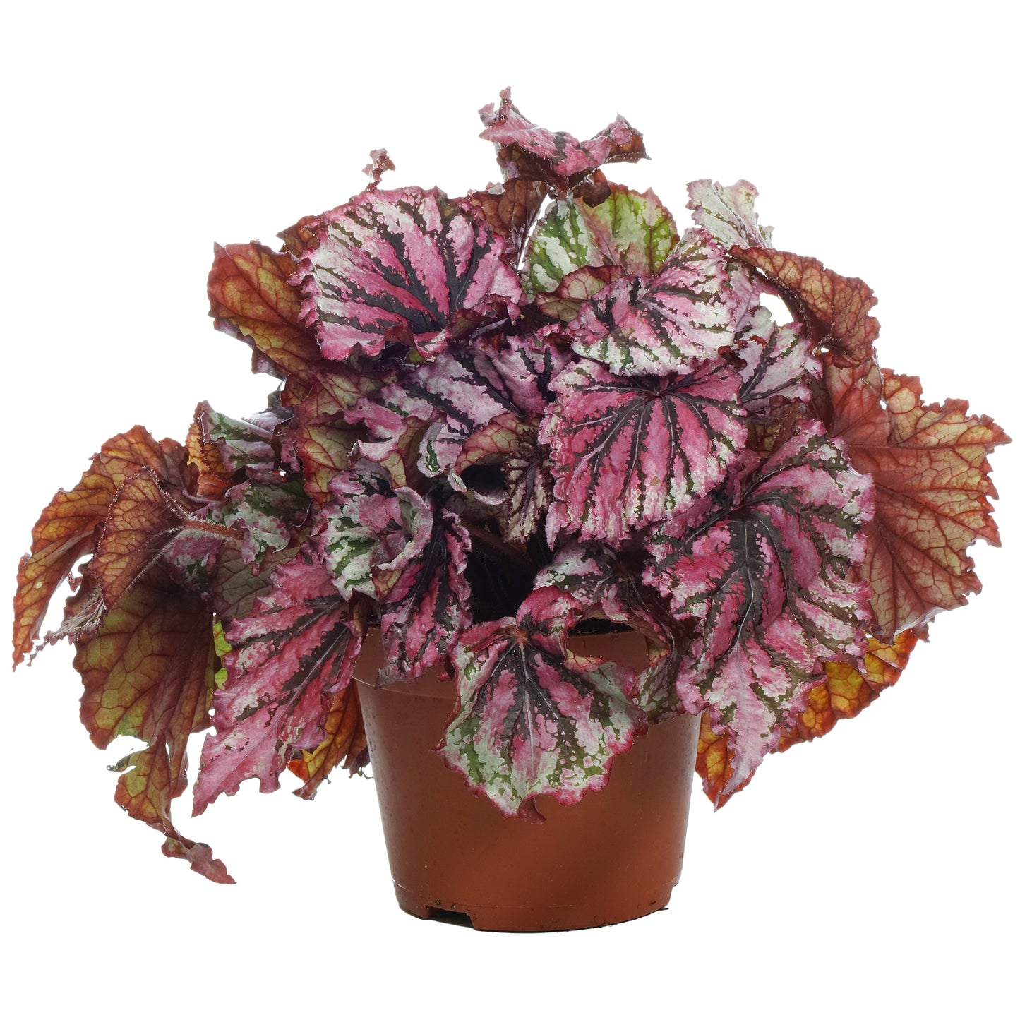 Begonia Lambada (13cm) V1