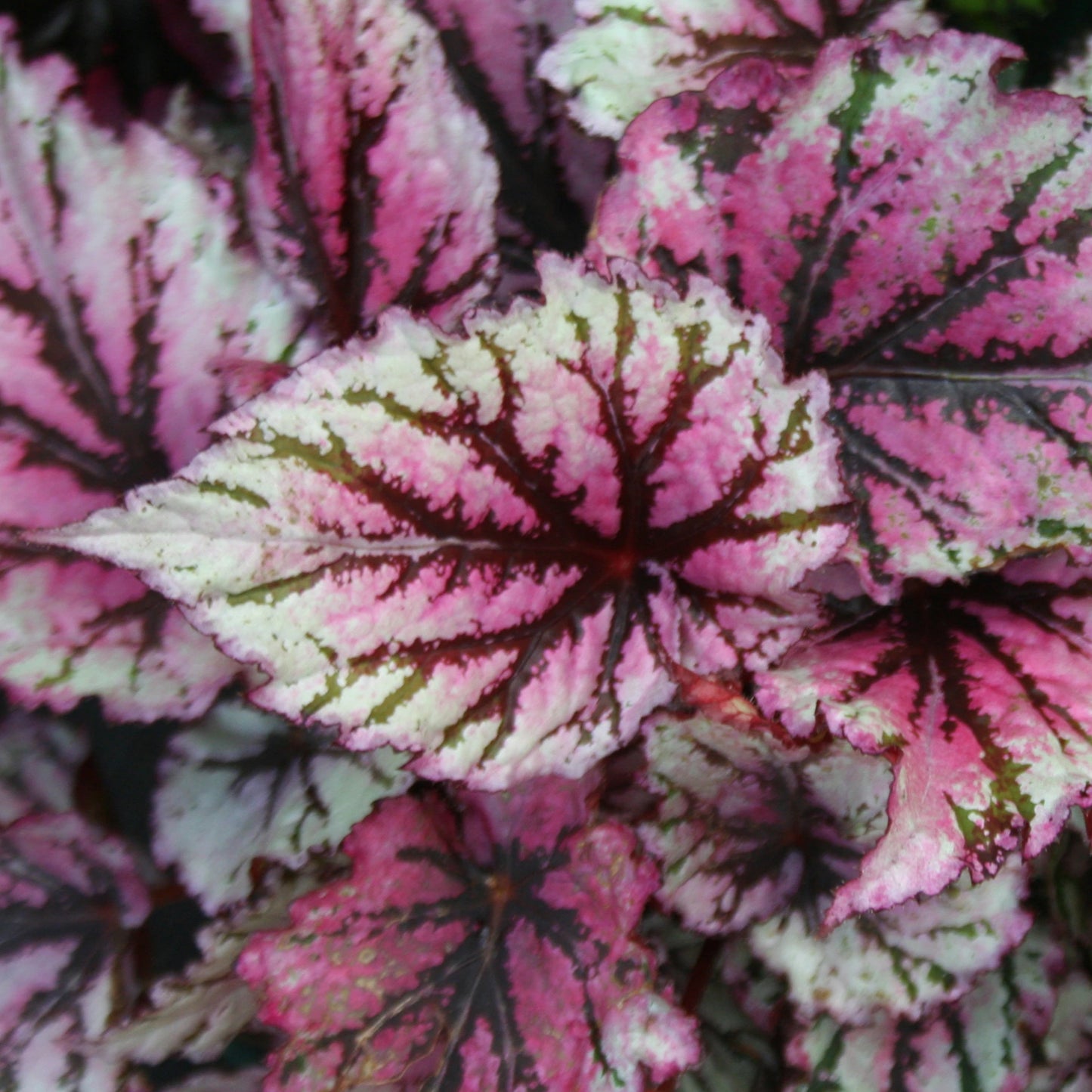 Begonia Lambada (13cm) V1