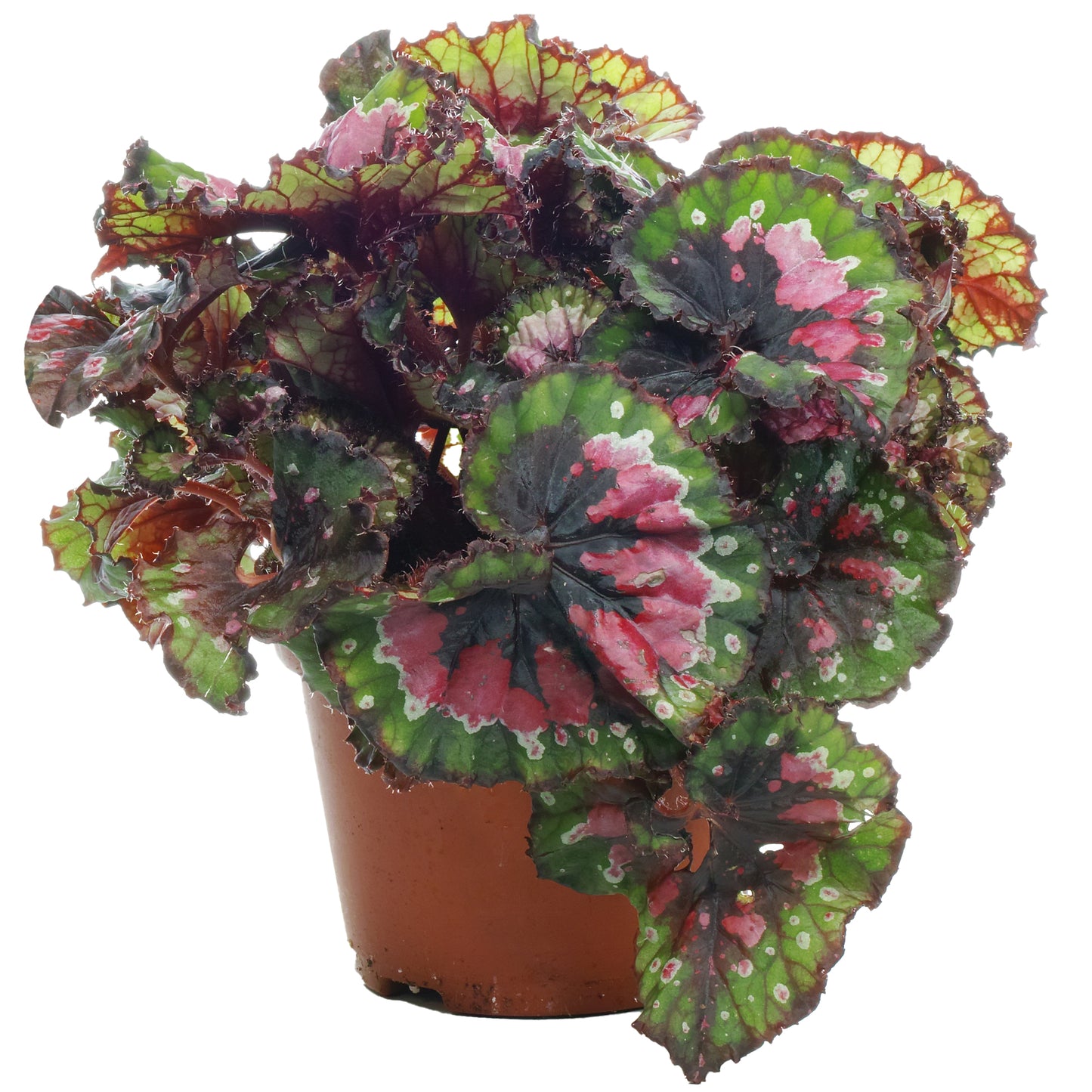 Begonia Macarena