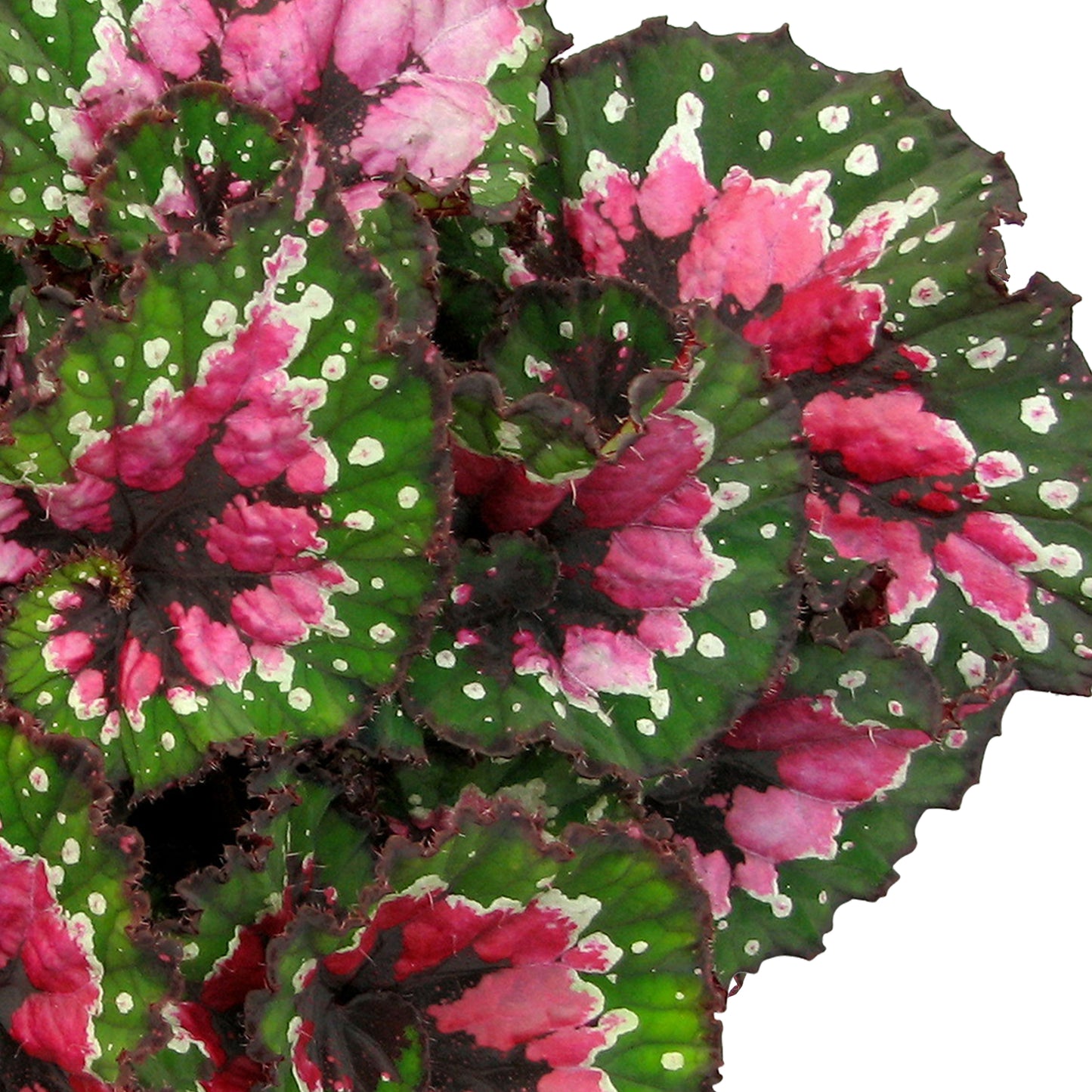 Begonia Macarena