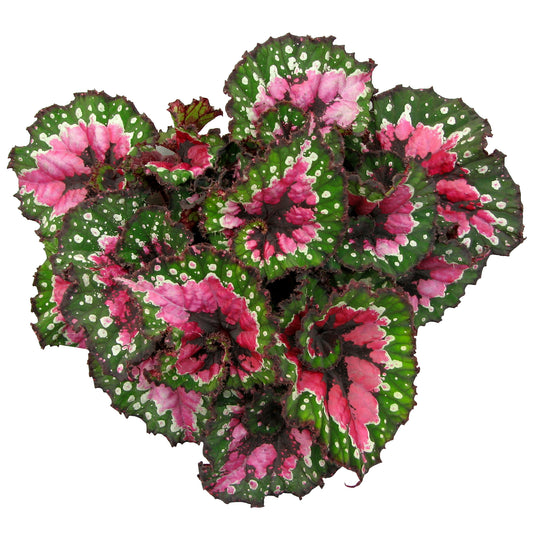 Begonia Macarena (13cm) V1