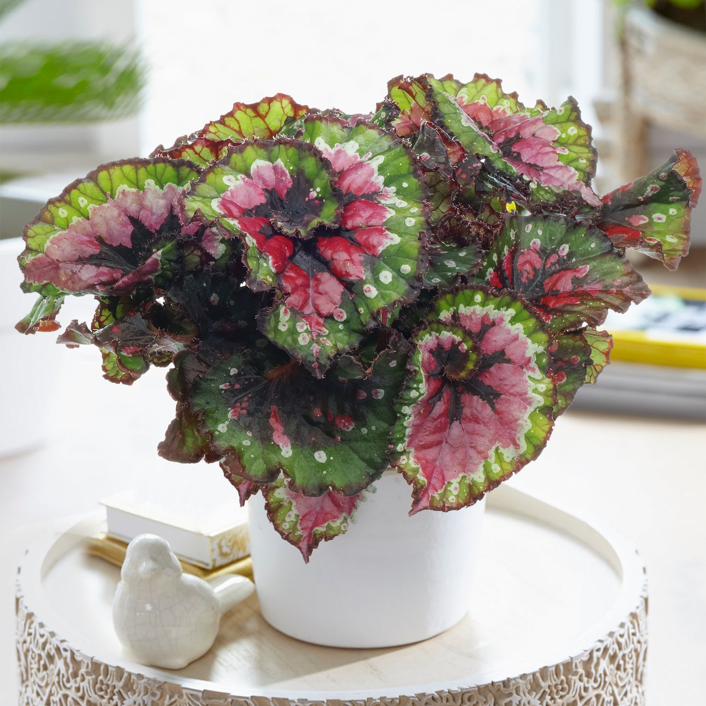 Begonia Macarena (13cm) V2