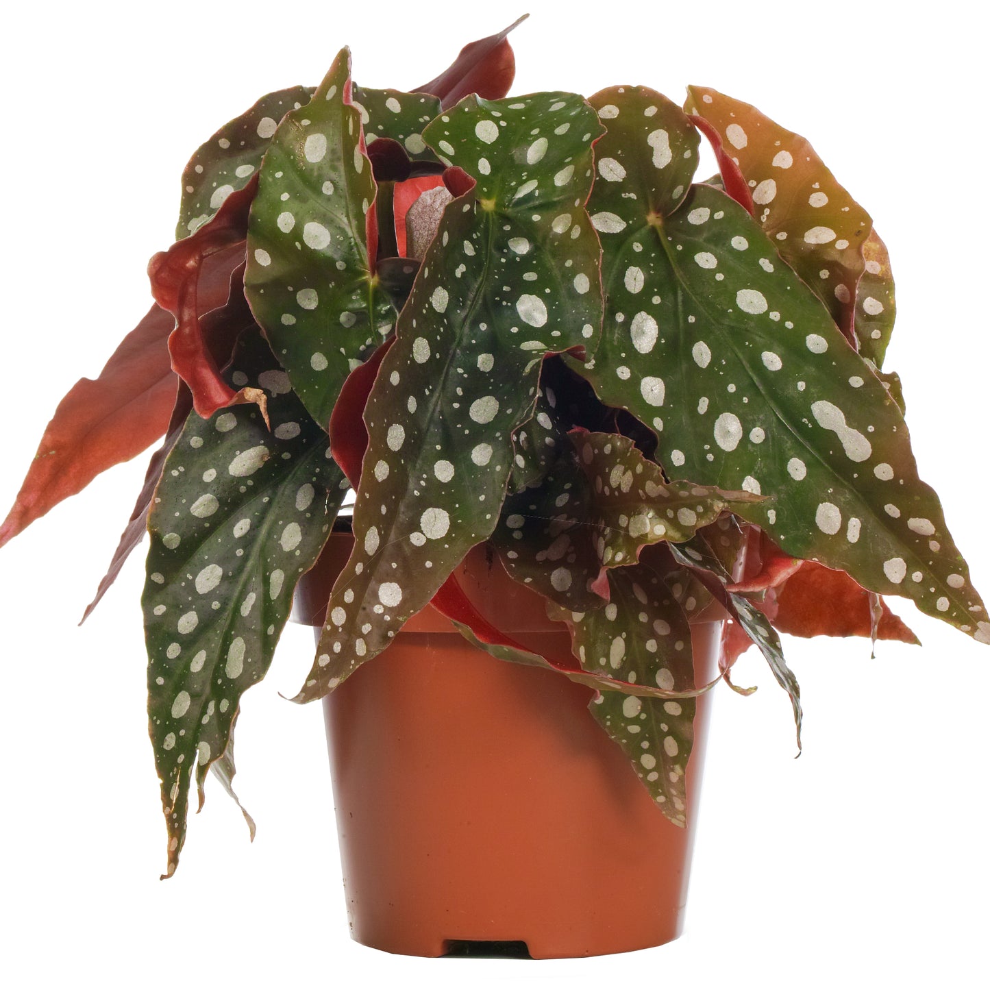 Begonia Maculata