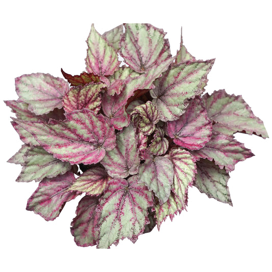 Begonia Merengue (13cm) V1