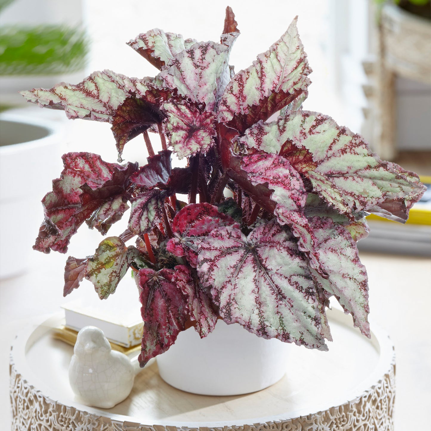 Begonia Merengue (13cm) V2