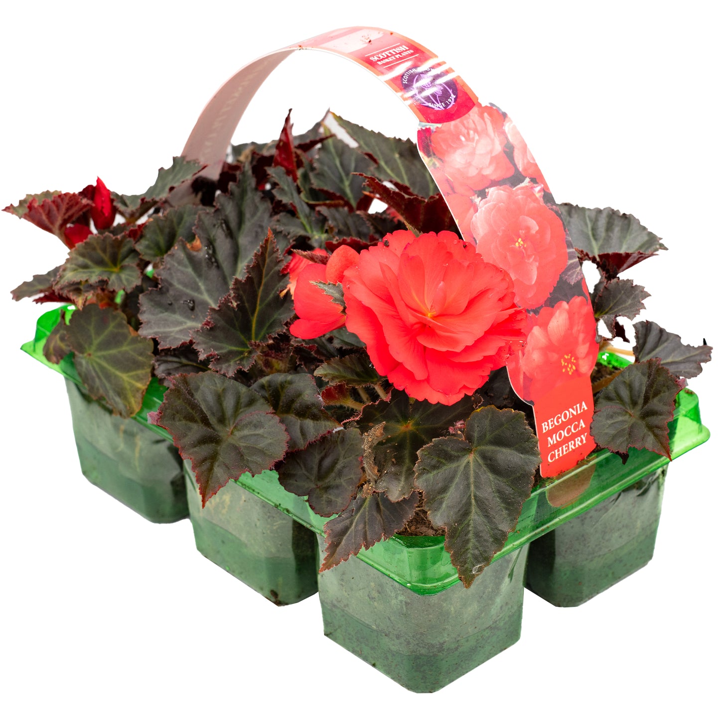 Basket Plants - Begonia Mocca Cherry (6 Pack)