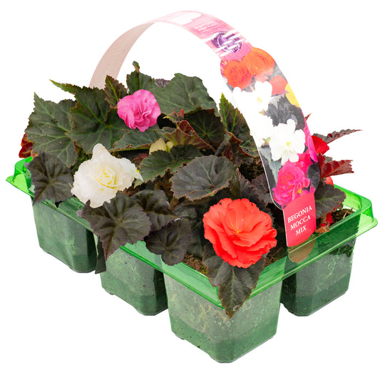 Basket Plants - Begonia Mocca Mixed (6 Pack)