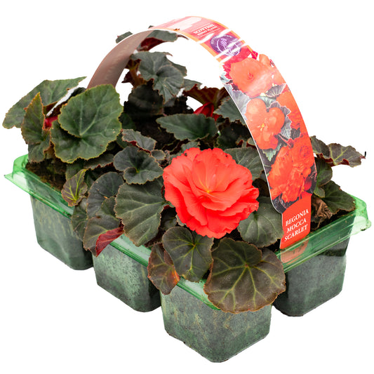 Basket Plants - Begonia Mocca Scarlet Red (6 Pack)