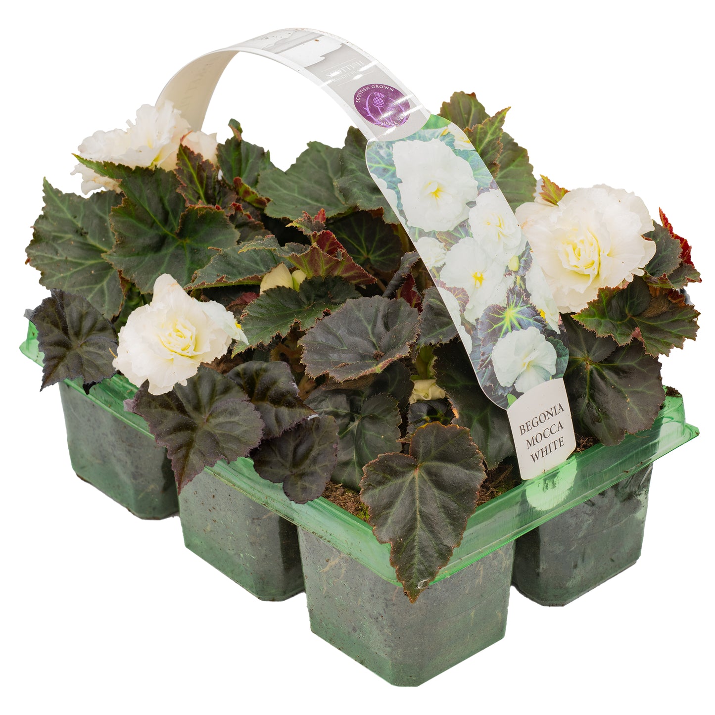 Basket Plants - Begonia Mocca White (6 Pack)