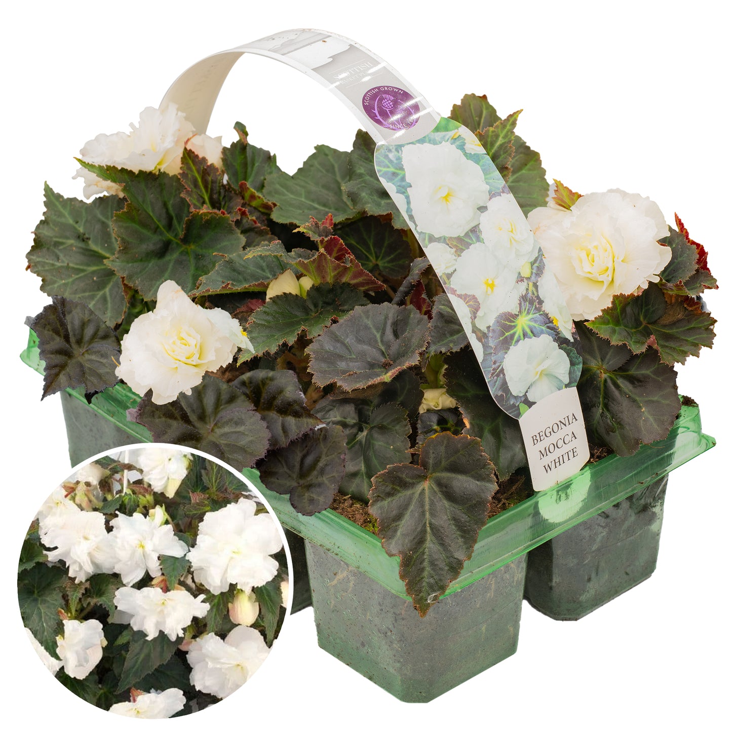 Basket Plants - Begonia Mocca White (6 Pack)