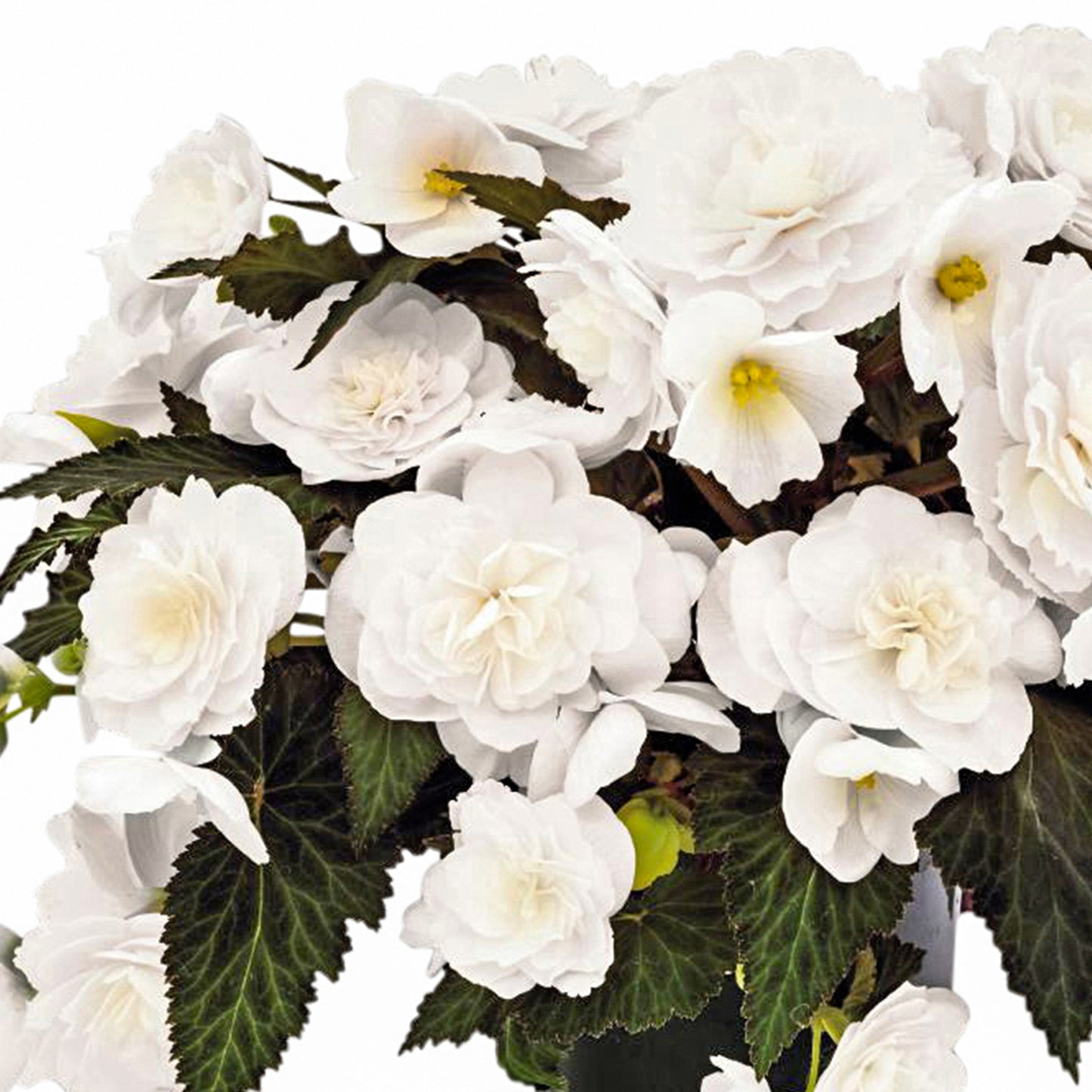 Basket Plants - Begonia Mocca White (6 Pack)